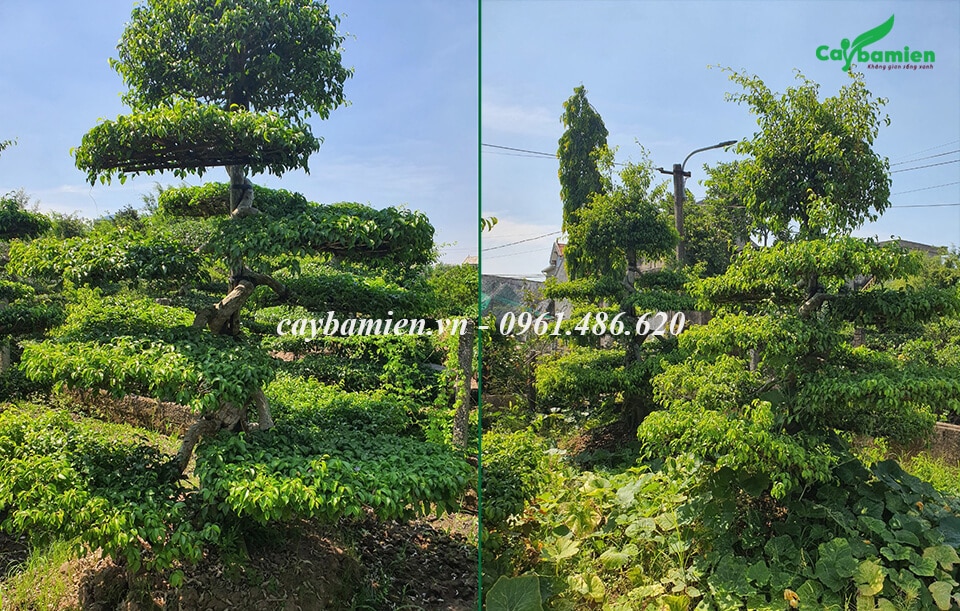 Chọn mua cây sanh Nam Điền tại nhà vườn