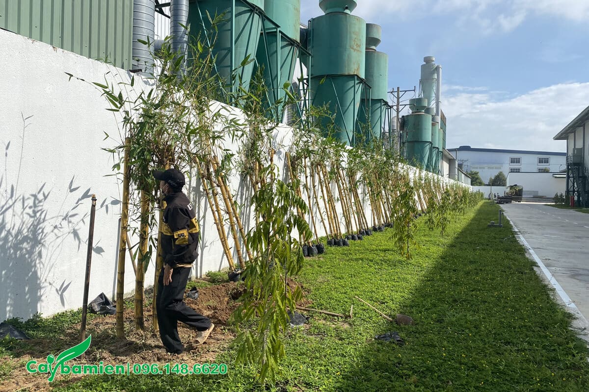 Cây Tre Ngà trồng tại nhà máy công ty Reclaimed Bình Dương