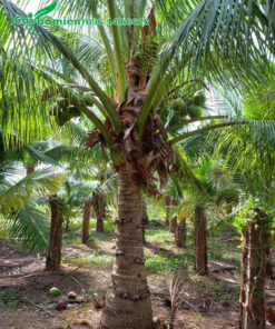 Vườn Dừa lâu năm đang ra trái