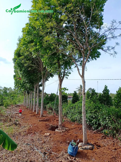 Trồng cây Nhạc Ngựa cao 4m