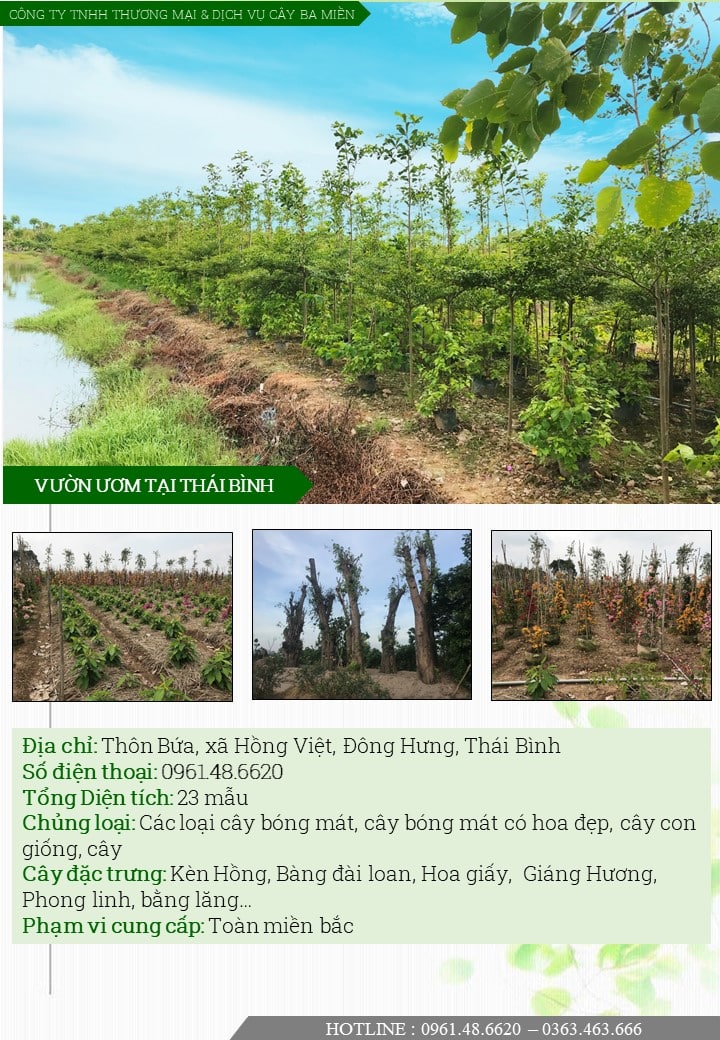 Vườn ươm cây ba miền tại Thái Bình