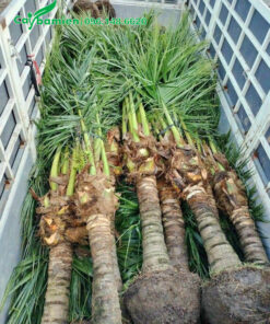 Xếp hàng chục cây dừa công trình lóng cao 2m lên xe tải