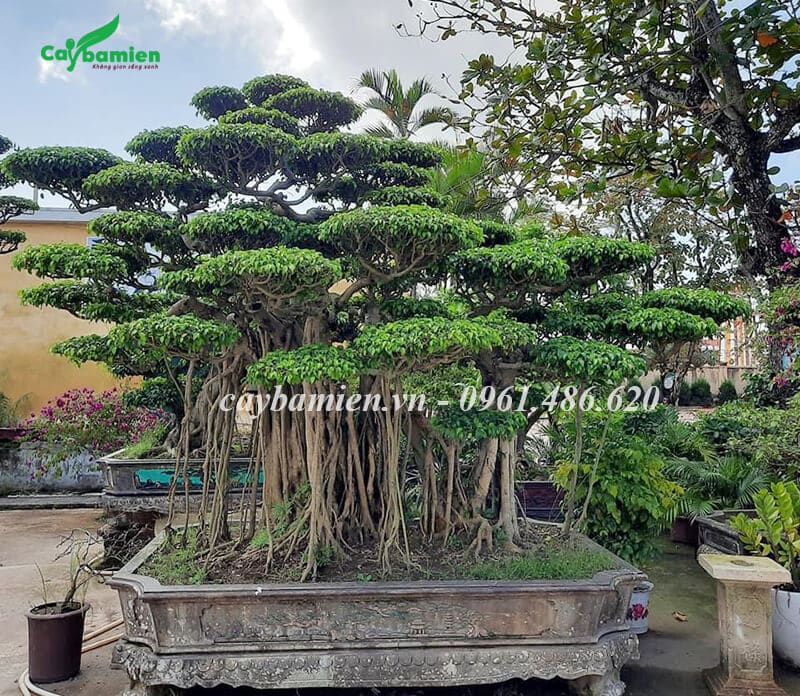 Cây Sanh Nam Điền Phong Thủy, dáng bonsai siêu đẹp