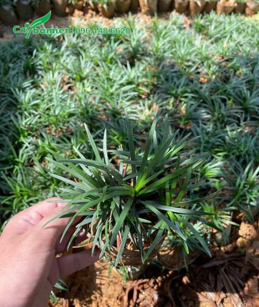 Cây cỏ gấu mỹ xanh đẹp, tươi tốt quanh năm