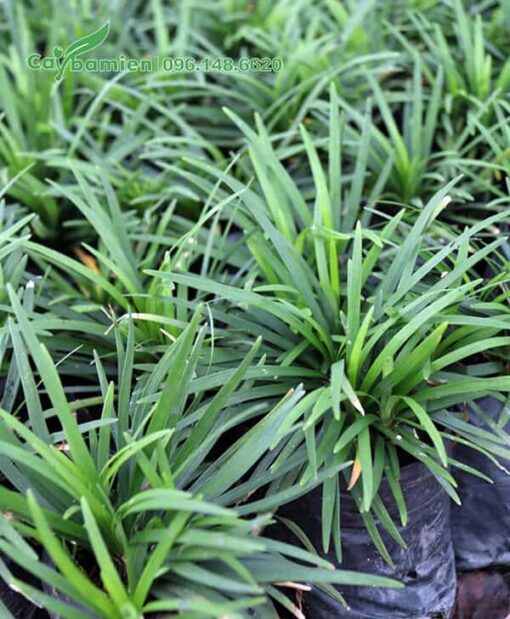 Lá cỏ dài hình mũi mác, nhọn về phìa đầu