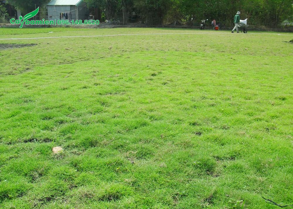 Thảm cỏ Lông Heo trồng được hơn 1 tháng