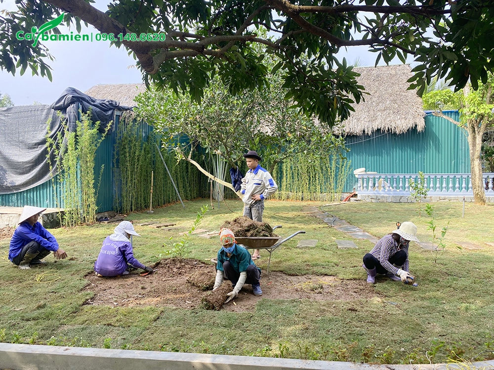 Công nhân đang thi công trồng thảm cho khu sinh thái