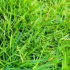 Thảm cỏ được chăm sóc tốt, mọc đều