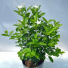 Cây Mai Chỉ Thiên hoa trắng cao 35 - 40cm