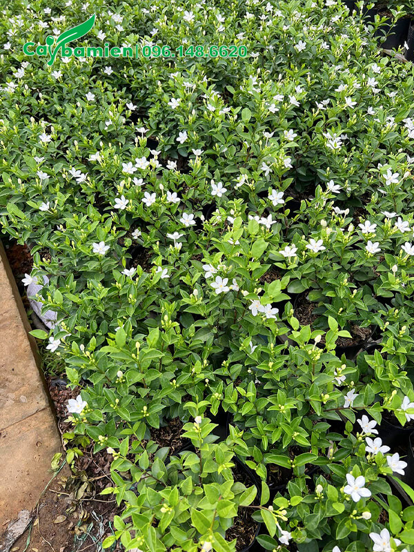 Vườn giống nuôi trồng Mai Chỉ Thiên hoa trắng