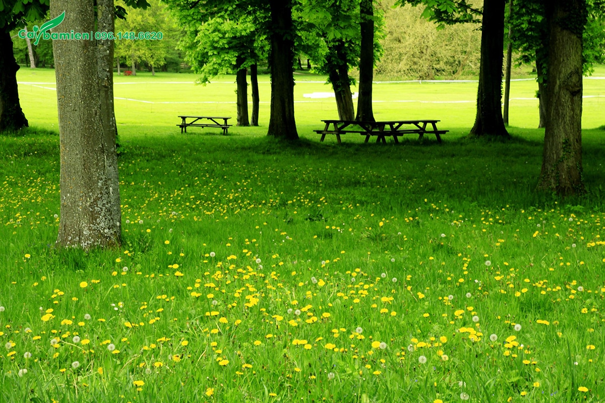 Cây trồng thảm xanh mướt, cho hoa vàng đẹp trong công viên