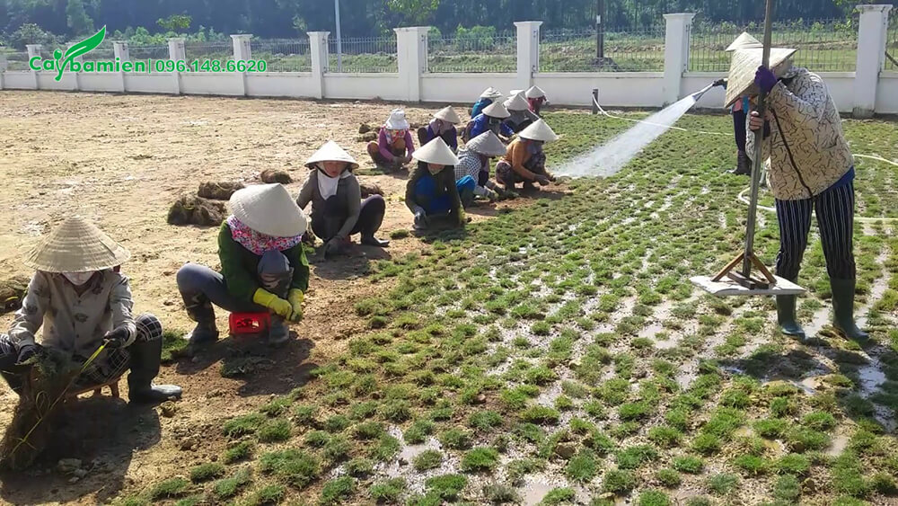 Công nhân đang thi công trồng Cỏ Lông Heo