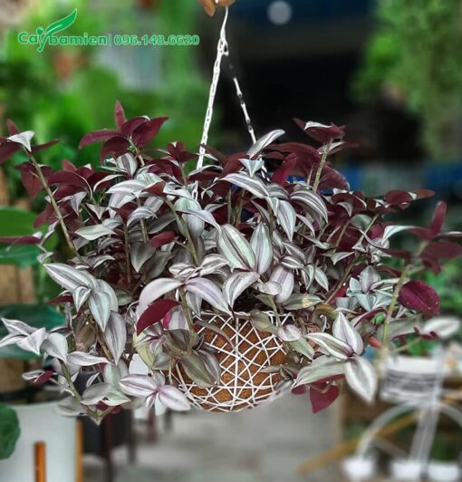 Cây Thài Lài Tía trồng trong giỏ để treo trang trí