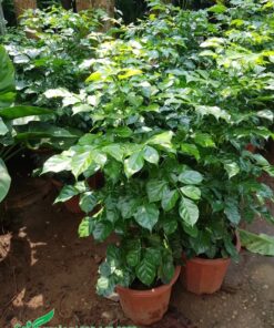 Mua cây giống cao 70cm