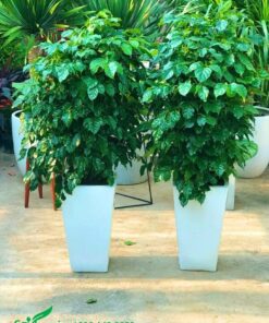 Hai chậu cây Hạnh Phúc trang trí văn phòng