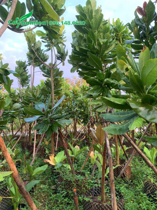 Vườn bàng vuông sạch sâu bệnh