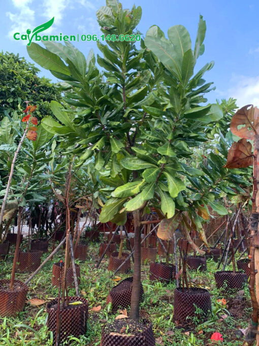 Cây đẹp, thoát thân khoảng 1m, tán có 5 - 6 cành