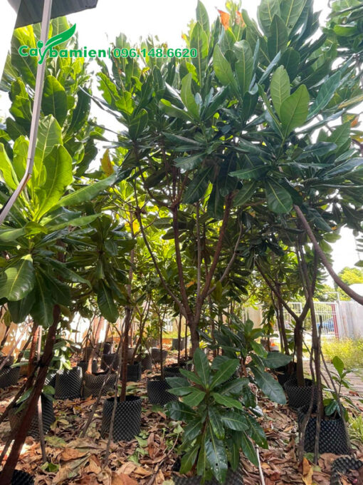 Hàng dưỡng ủ từ nhỏ, chiều cao khoảng 3m