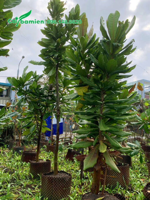 Bàng Vuông trồng trong bầu từ nhỏ, chiều cao 3m