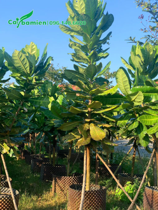 Dáng cây thẳng đẹp, lá đều và xanh mướt
