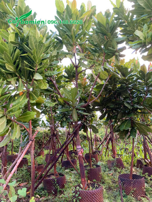 Bàng Vuông công trình chiều cao 4m