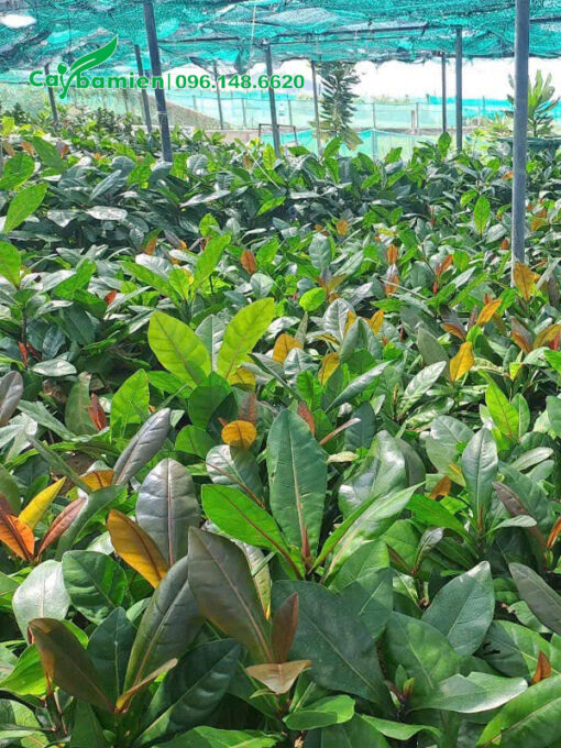 Cây Bàng Vuông giống gieo hạt