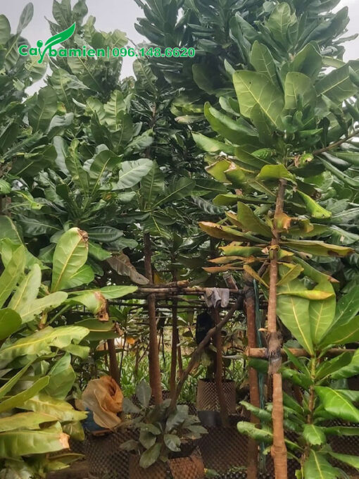 Cây thuần bầu, đã dưỡng thời gian dài