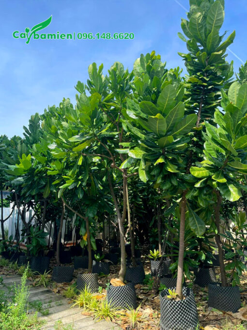 Cây Bàng Vuông Trường Sa chiều cao hơn 2m