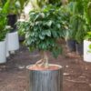Cây Hạnh Phúc mini dáng bonsai đẹp