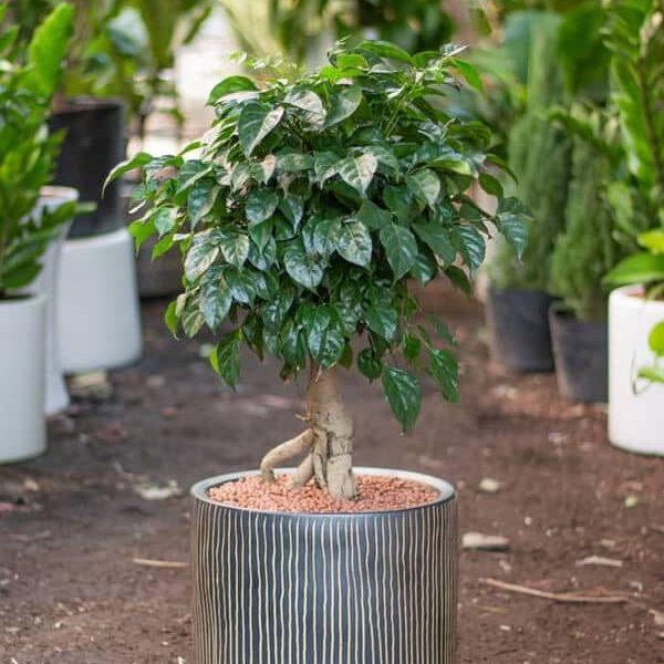 Cây Hạnh Phúc mini dáng bonsai đẹp