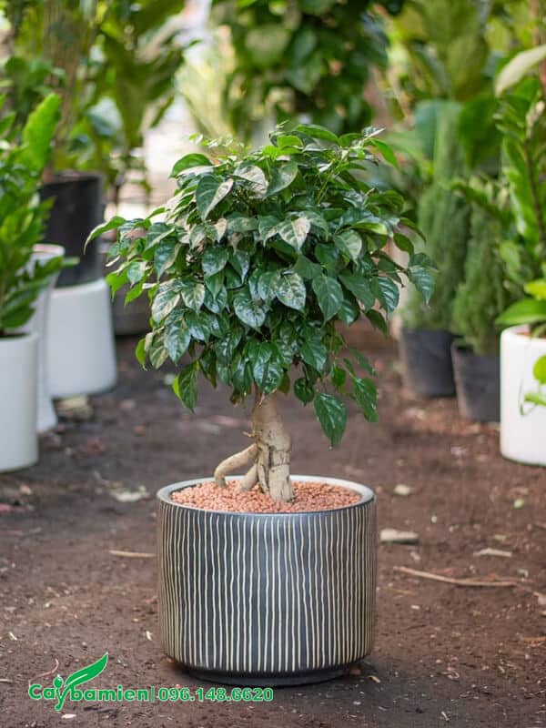 Cây Hạnh Phúc mini dáng bonsai đẹp