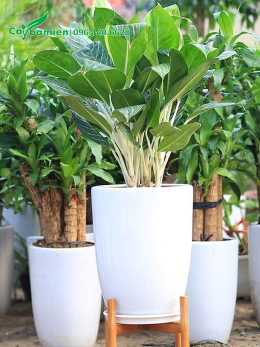 Cây trang trí văn phòng, trồng trong chậu sứ tròn