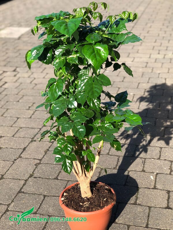 Cây bonsai lâu lắm, thân gỗ đẹp