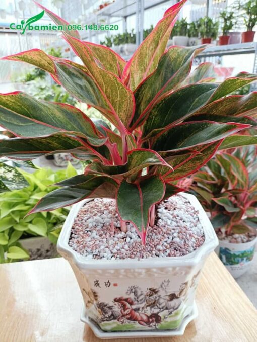 Trồng cây Phú Quý trong chậu sứ cảnh để trang trí