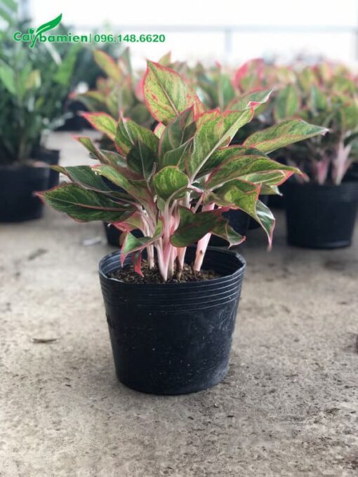 Chậu cây Phú Quý cao 35cm, tán gọn