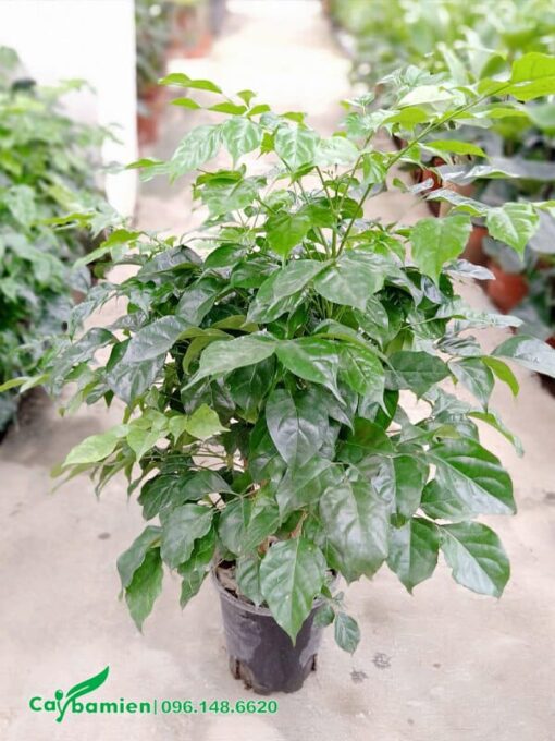 cây giống Hạnh Phúc nhân giống bằng chiết cành