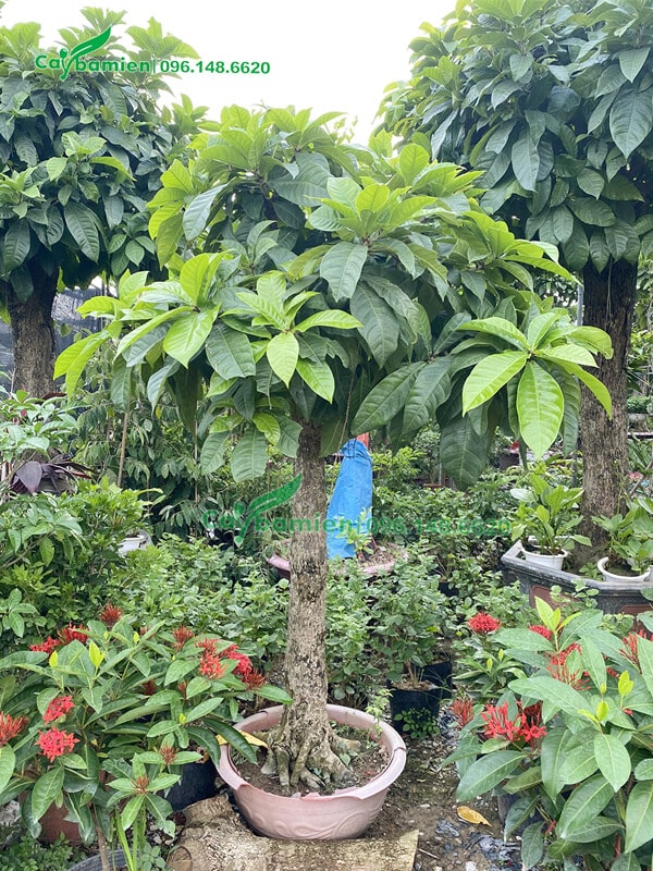 Lộc Vừng bonsai trồng trong chậu