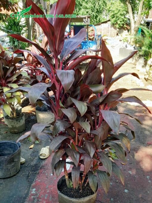 Mua cây Huyết Dụ cảnh cao 1,5m