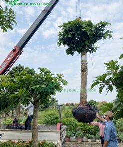 Cây Ba Miền có dịch vụ vận chuyển và trồng cây Lộc Vừng trắng cho khách