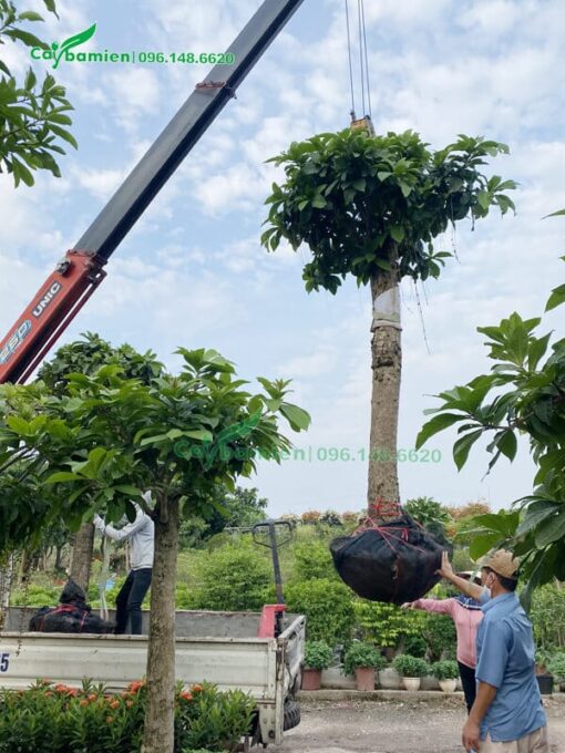 Cây Ba Miền có dịch vụ vận chuyển và trồng cây Lộc Vừng trắng cho khách