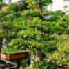 Cây cảnh Mai Chiết Thủy dáng tháp đẹp