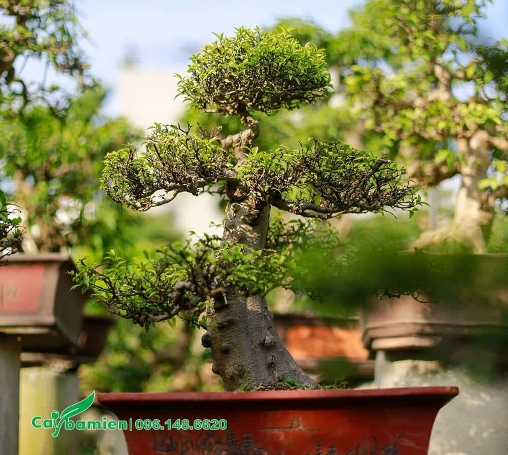 Cây Mai Chiếu Thủy bonsai siêu đẹp
