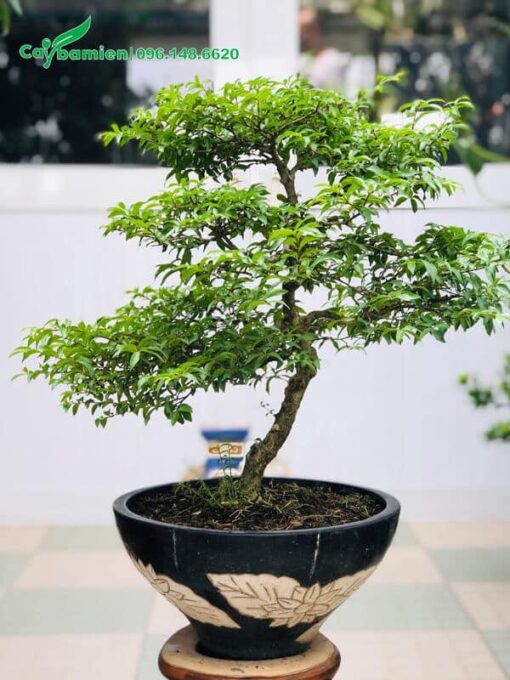 Uốn cây hoa Mai Chiếu Thủy đẹp