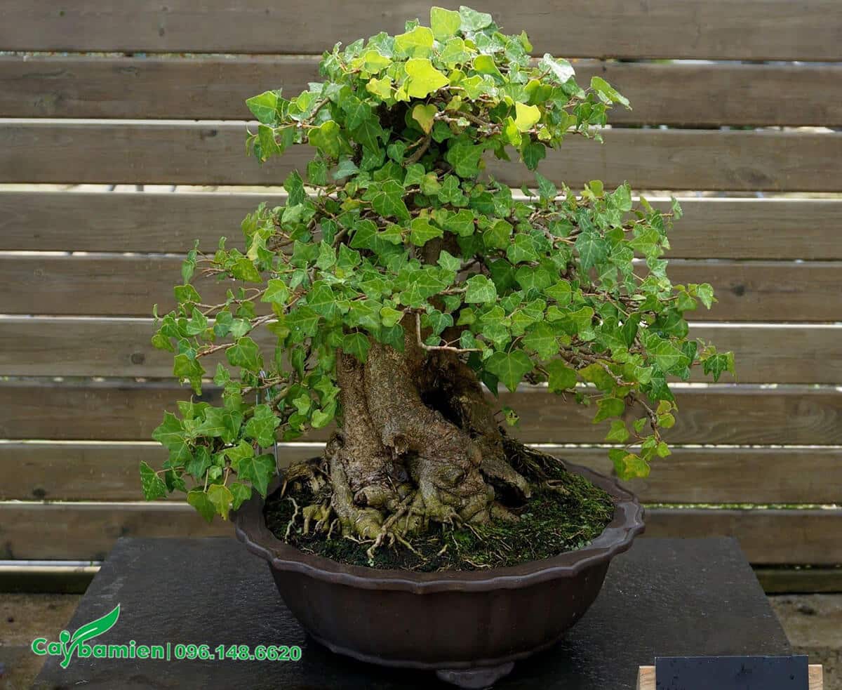 Dây Leo Thường Xuân được uốn tạo dáng bonsai trở thành kiệt tác nghệ thuật tuyệt vời