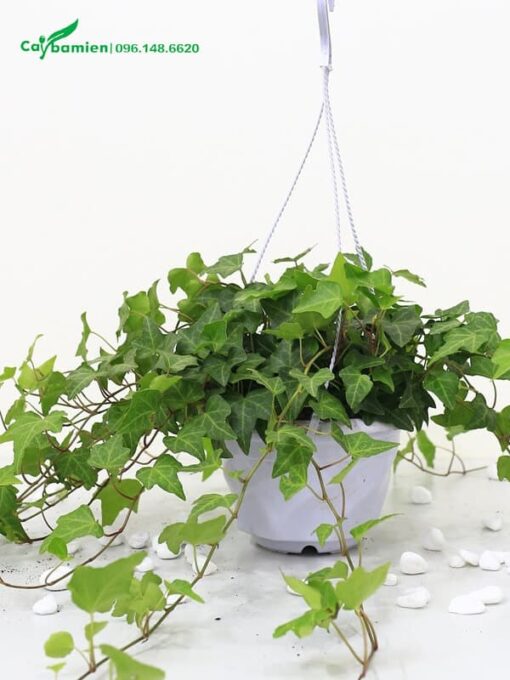 Mua cây Thường Xuân trồng trong chậu treo