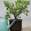 Cây Ngọc Bích cảnh trồng chậu