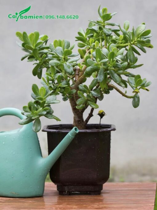 Cây Ngọc Bích cảnh trồng chậu