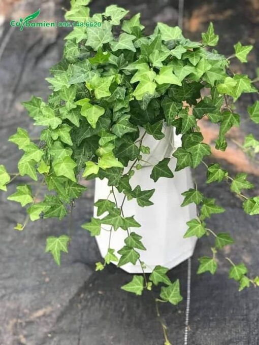 Cây trồng trong bình sứ trắng đẹp để trang trí nội thất