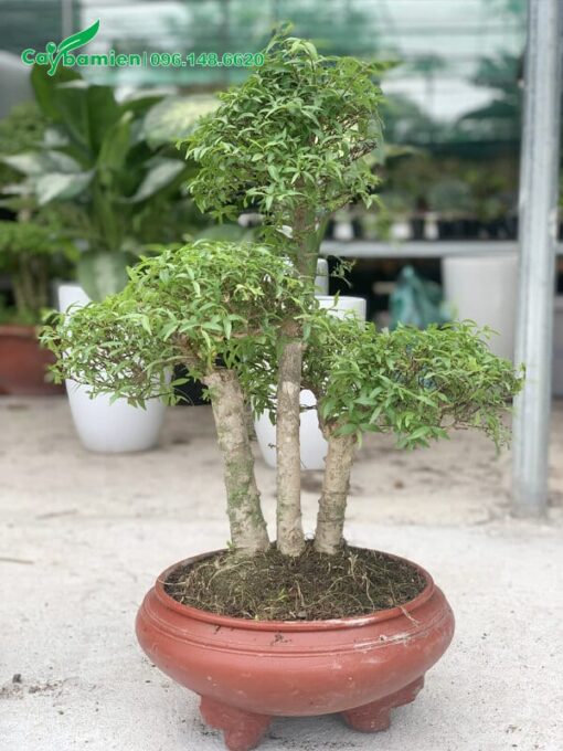 Chậu Mai Chiếu Thủy trang trí trong nhà