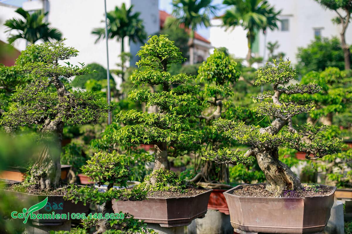 Vườn Mai Chiếu Thủy bonsai đẹp, giá tốt